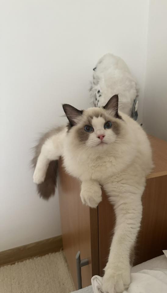 /images/Galeria/Ragdoll Rajongók Rezidenciája/11 Petra Laczkovszki - Nimbus.jpg